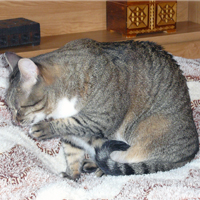 гимнастика для лица,кошка,красота,здоровье
