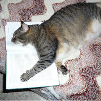 гимнастика для лица,кошка,красота,здоровье,книга