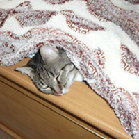 гимнастика для лица,кошка,красота