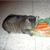 гимнастика для лица,кошка,красота,здоровье