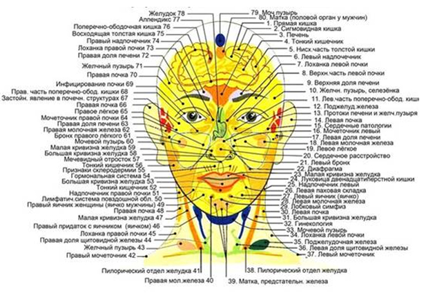 Анатомия человека точки на теле человека Анатомия человека точки на теле человека
